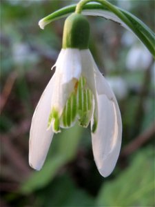 Kleines Schneeglöckchen (Galanthus nivalis) am Kraichbach in Hockenheim