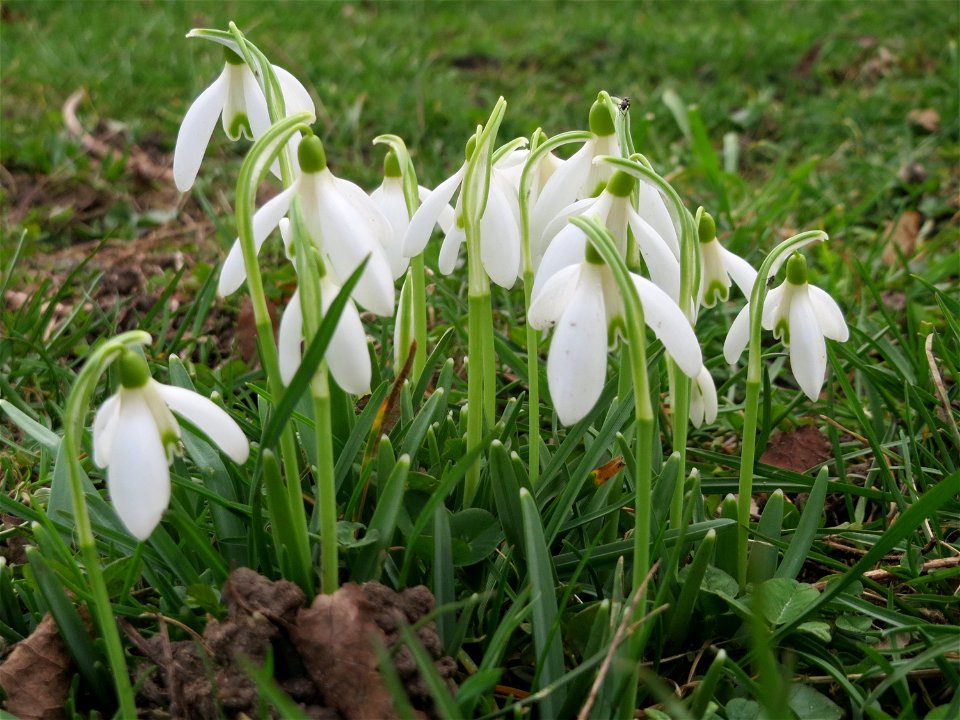 Kleines Schneeglöckchen (Galanthus nivalis) am Staden in Saarbrücken