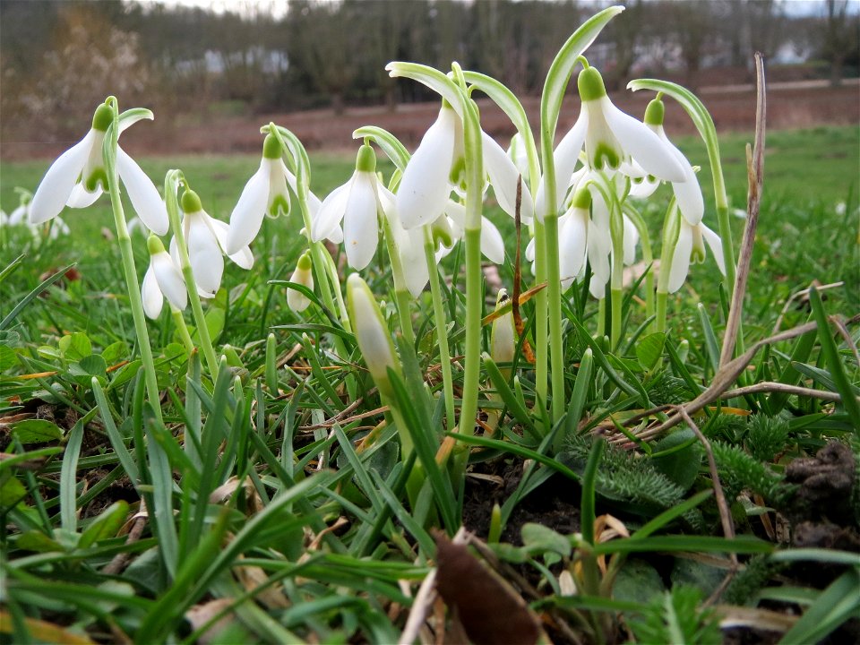 Kleines Schneeglöckchen (Galanthus nivalis) am Staden in Saarbrücken