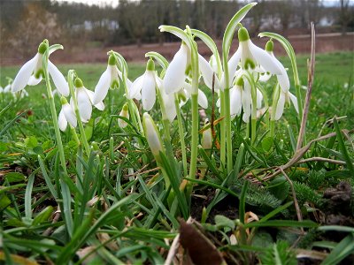 Kleines Schneeglöckchen (Galanthus nivalis) am Staden in Saarbrücken