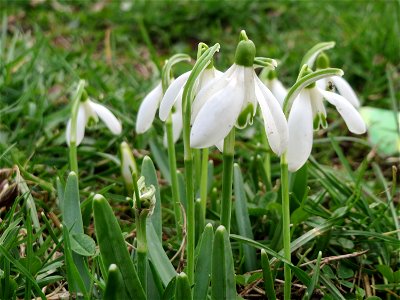 Kleines Schneeglöckchen (Galanthus nivalis) am Staden in Saarbrücken