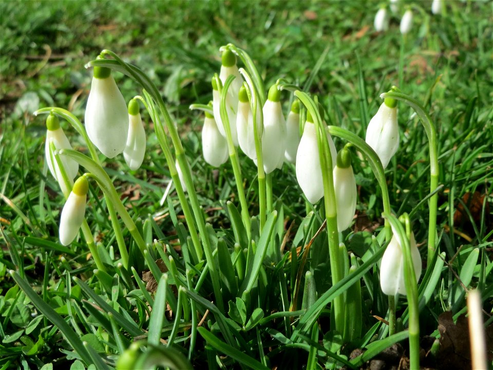 Kleines Schneeglöckchen (Galanthus nivalis) am Staden in Saarbrücken