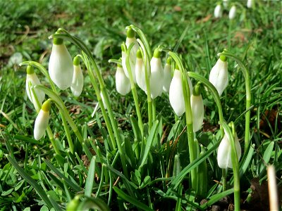 Kleines Schneeglöckchen (Galanthus nivalis) am Staden in Saarbrücken