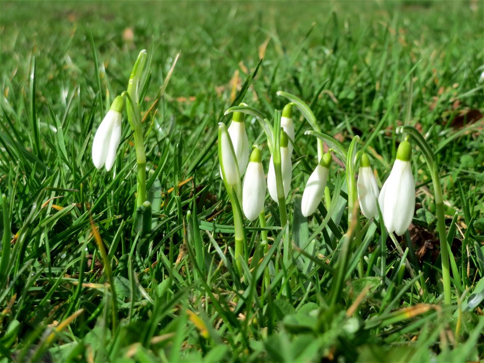 Kleines Schneeglöckchen (Galanthus nivalis) am Staden in Saarbrücken