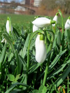 Kleines Schneeglöckchen (Galanthus nivalis) am Staden in Saarbrücken