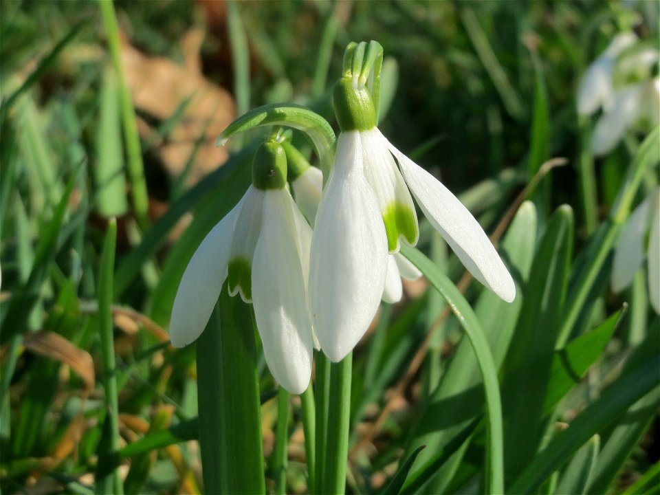 Kleines Schneeglöckchen (Galanthus nivalis) im Gartenschaupark Hockenheim