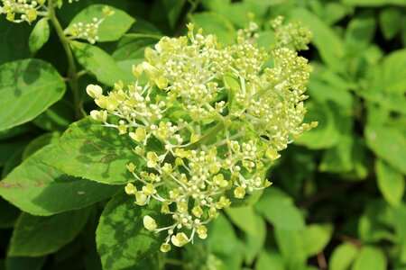 White green ornamental shrub