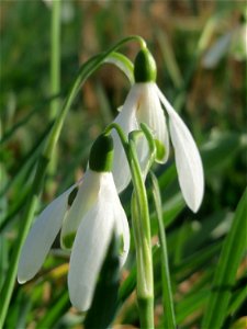 Kleines Schneeglöckchen (Galanthus nivalis) im Gartenschaupark Hockenheim