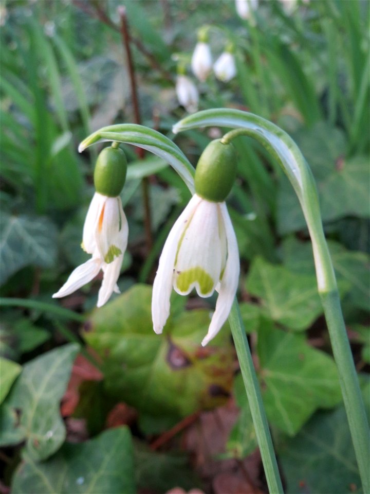 Kleines Schneeglöckchen (Galanthus nivalis) in Hockenheim