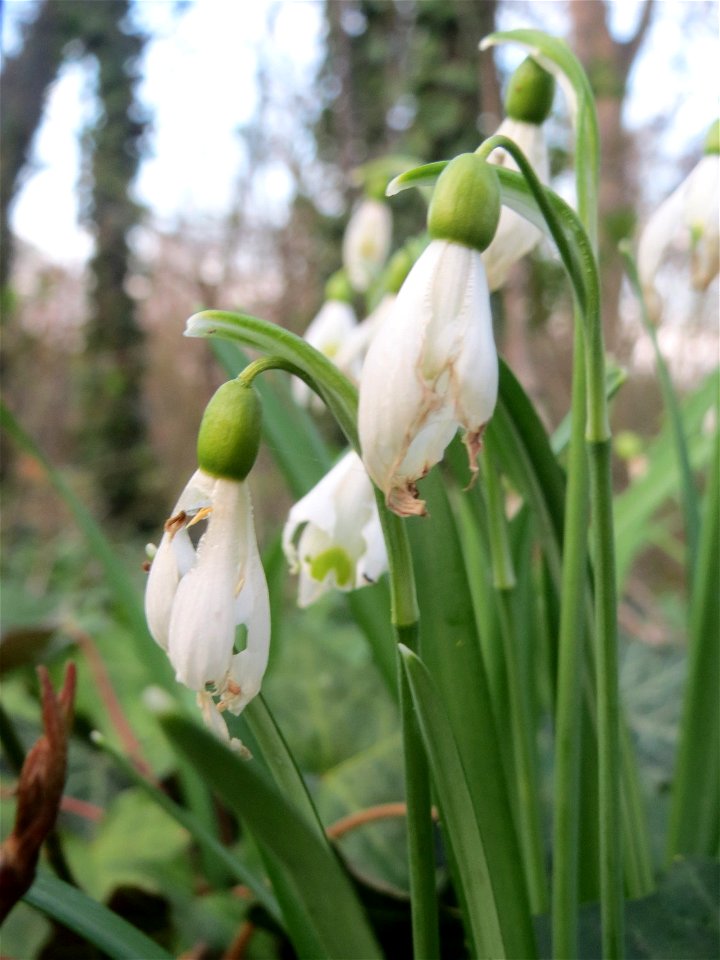 Kleines Schneeglöckchen (Galanthus nivalis) in Hockenheim