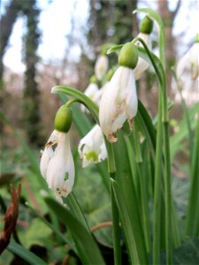 Kleines Schneeglöckchen (Galanthus nivalis) in Hockenheim