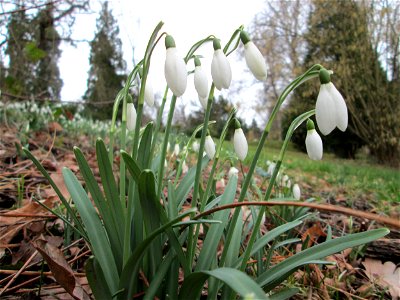 Erste Schneeglöckchen (Galanthus nivalis) auf dem Friedhof Sankt Johann in Saarbrücken