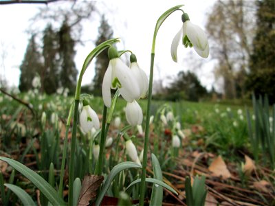 Erste Schneeglöckchen (Galanthus nivalis) auf dem Friedhof Sankt Johann in Saarbrücken