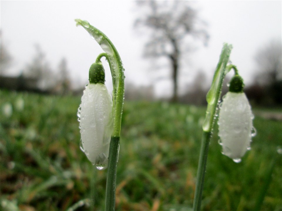 Erste Schneeglöckchen (Galanthus nivalis) im Gartenschaupark Hockenheim