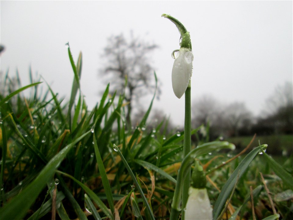 Erste Schneeglöckchen (Galanthus nivalis) im Gartenschaupark Hockenheim