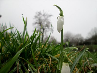 Erste Schneeglöckchen (Galanthus nivalis) im Gartenschaupark Hockenheim