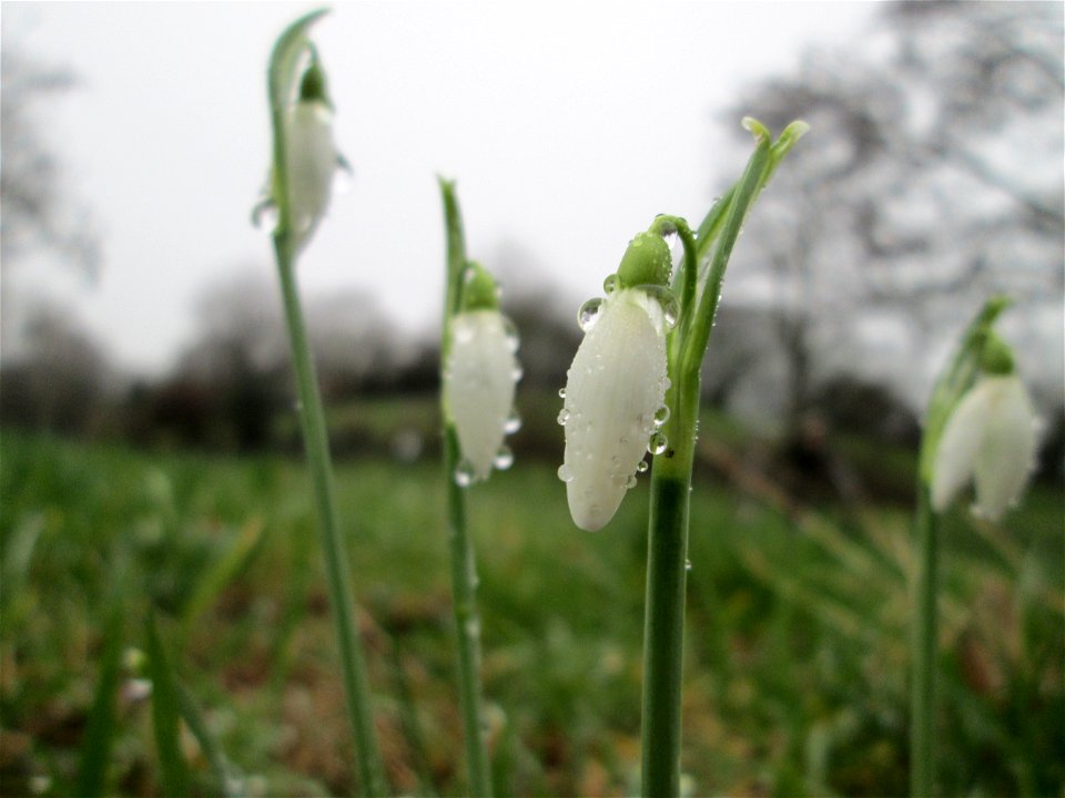 Erste Schneeglöckchen (Galanthus nivalis) im Gartenschaupark Hockenheim