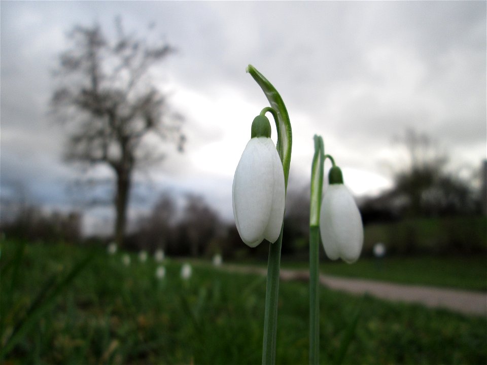 Erste Schneeglöckchen (Galanthus nivalis) im Gartenschaupark Hockenheim