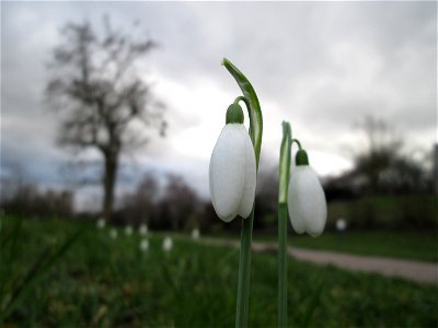 Erste Schneeglöckchen (Galanthus nivalis) im Gartenschaupark Hockenheim