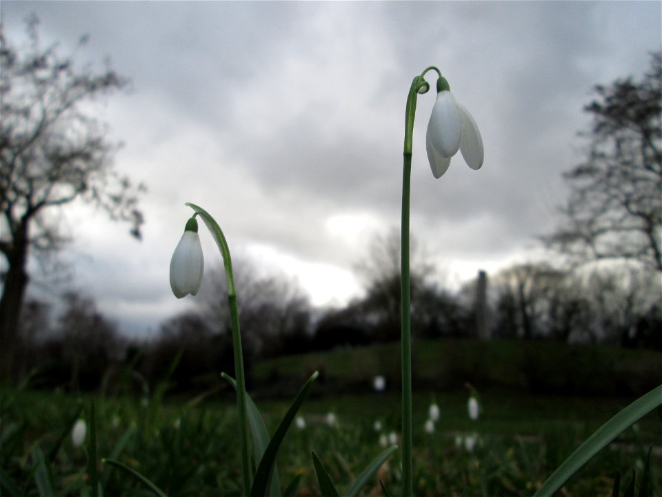 Erste Schneeglöckchen (Galanthus nivalis) im Gartenschaupark Hockenheim