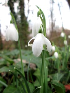 Kleines Schneeglöckchen (Galanthus nivalis) in waldartiger Umgebung am Kraichbach in Hockenheim