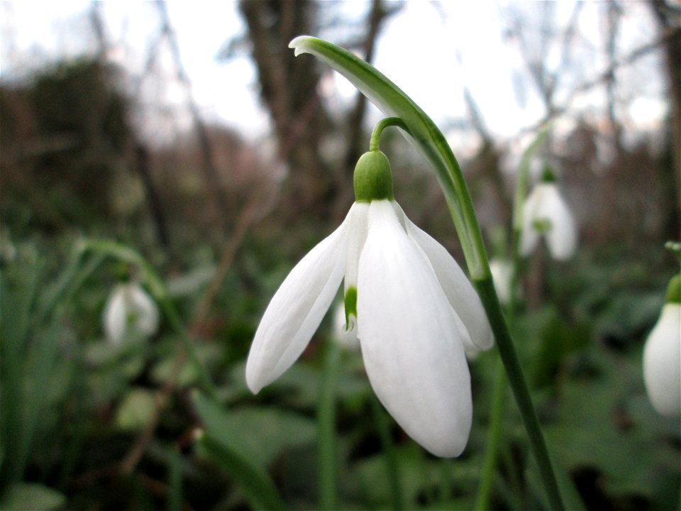 Kleines Schneeglöckchen (Galanthus nivalis) in waldartiger Umgebung am Kraichbach in Hockenheim