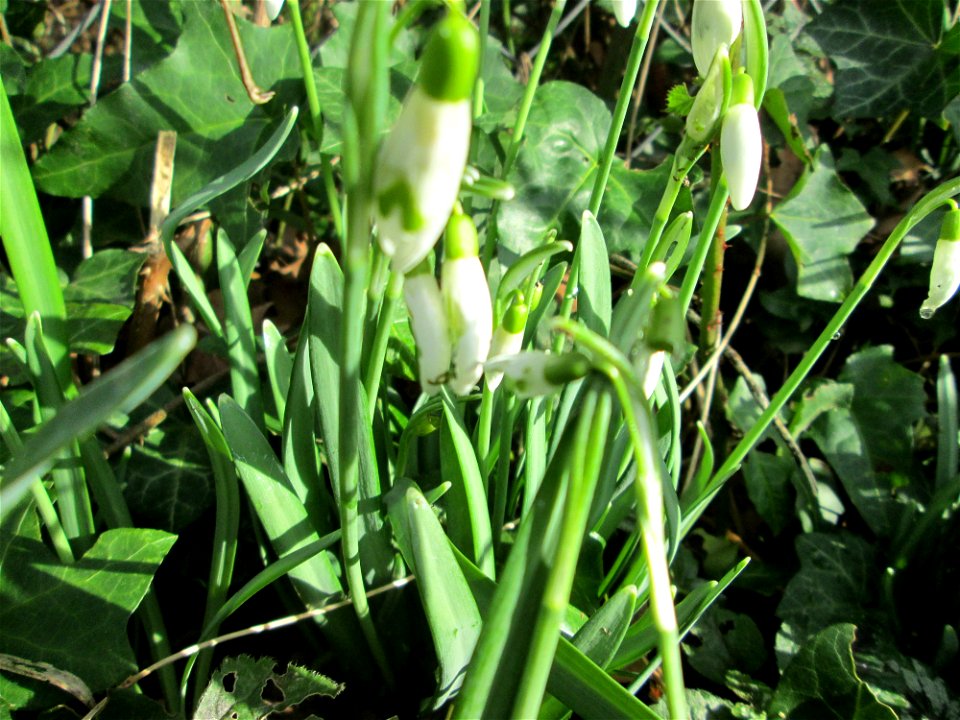Aus einem Schrebergarten ausgebüchstes Kleines Schneeglöckchen (Galanthus nivalis) am Kraichbach in Hockenheim