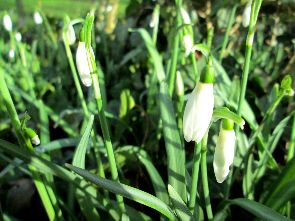 Aus einem Schrebergarten ausgebüchstes Kleines Schneeglöckchen (Galanthus nivalis) am Kraichbach in Hockenheim