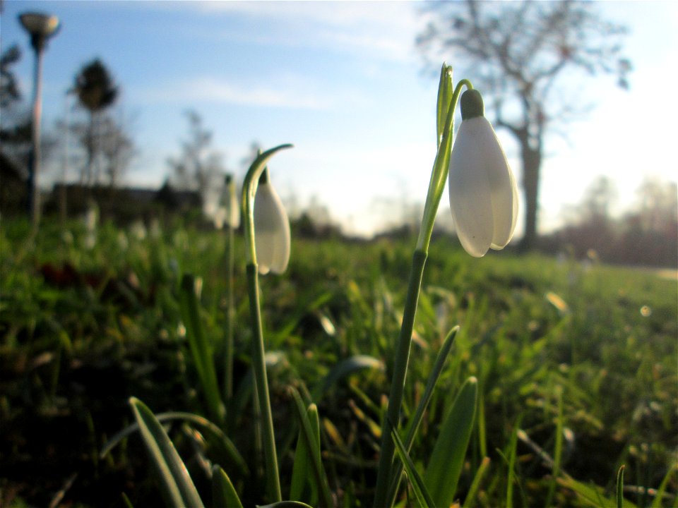 Kleines Schneeglöckchen (Galanthus nivalis) im Gartenschaupark Hockenheim