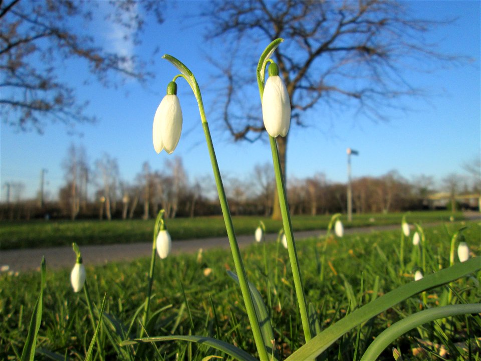 Kleines Schneeglöckchen (Galanthus nivalis) im Gartenschaupark Hockenheim