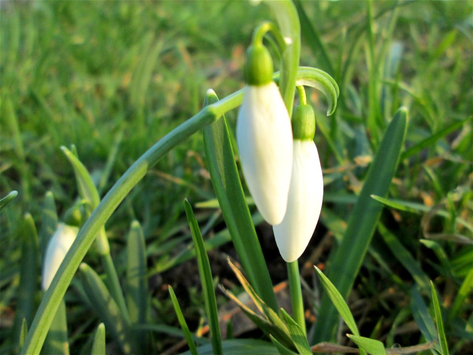 Kleines Schneeglöckchen (Galanthus nivalis) im Gartenschaupark Hockenheim