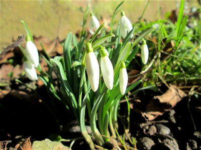 Kleines Schneeglöckchen (Galanthus nivalis) am Staden in Saarbrücken