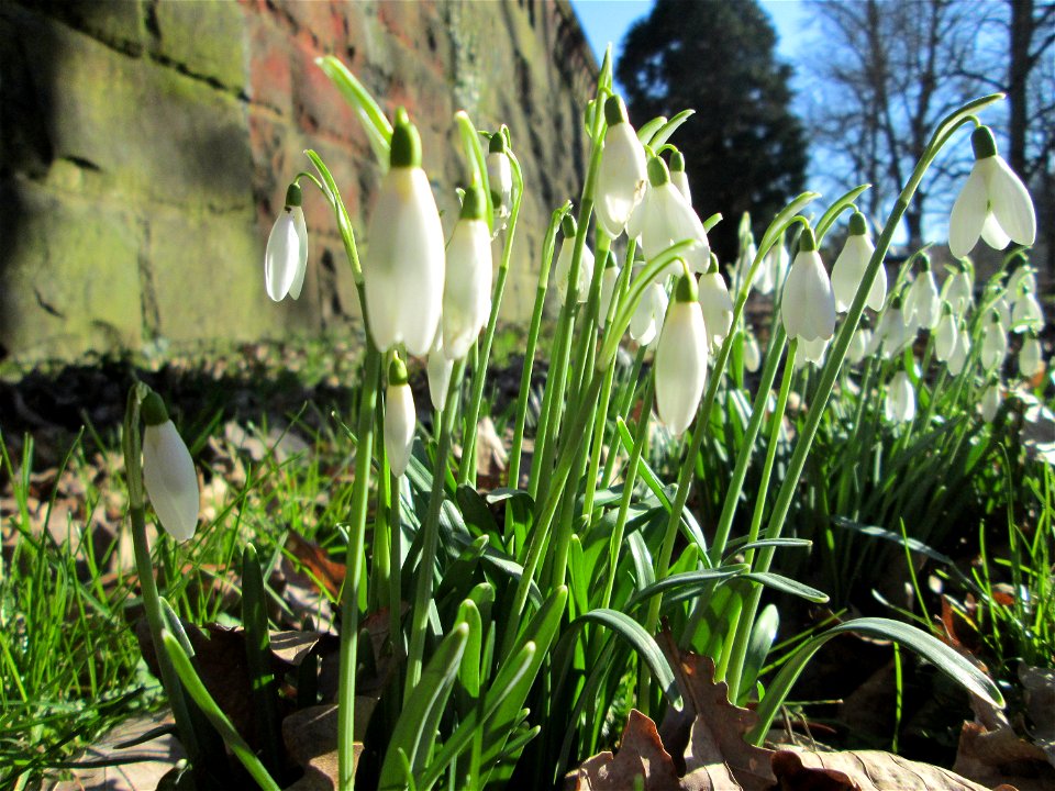 Kleines Schneeglöckchen (Galanthus nivalis) am Staden in Saarbrücken