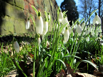 Kleines Schneeglöckchen (Galanthus nivalis) am Staden in Saarbrücken photo