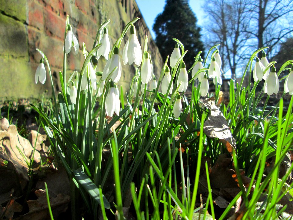 Kleines Schneeglöckchen (Galanthus nivalis) am Staden in Saarbrücken