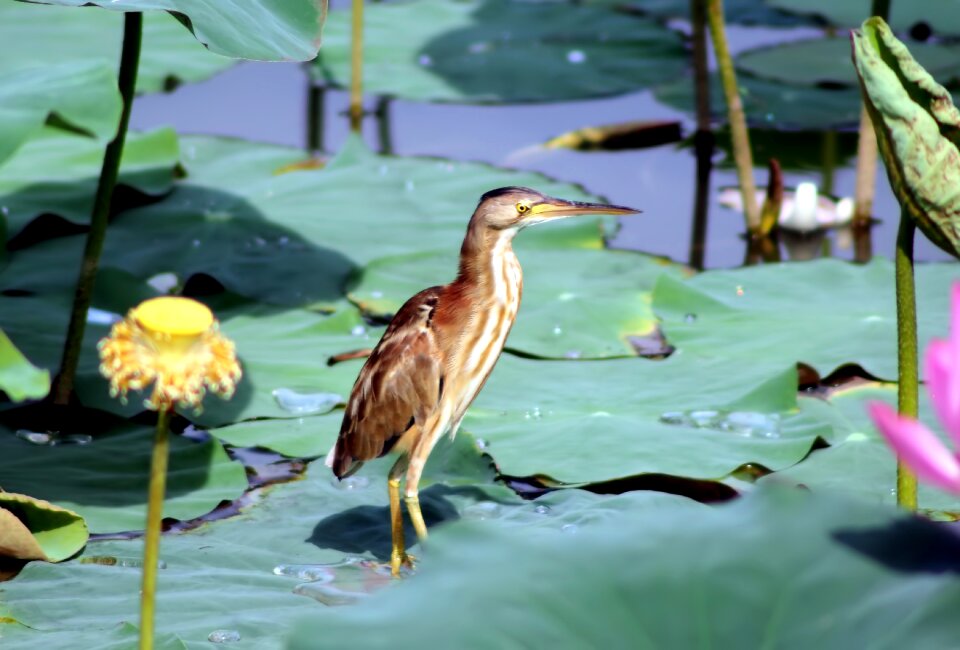 Water lake wildlife