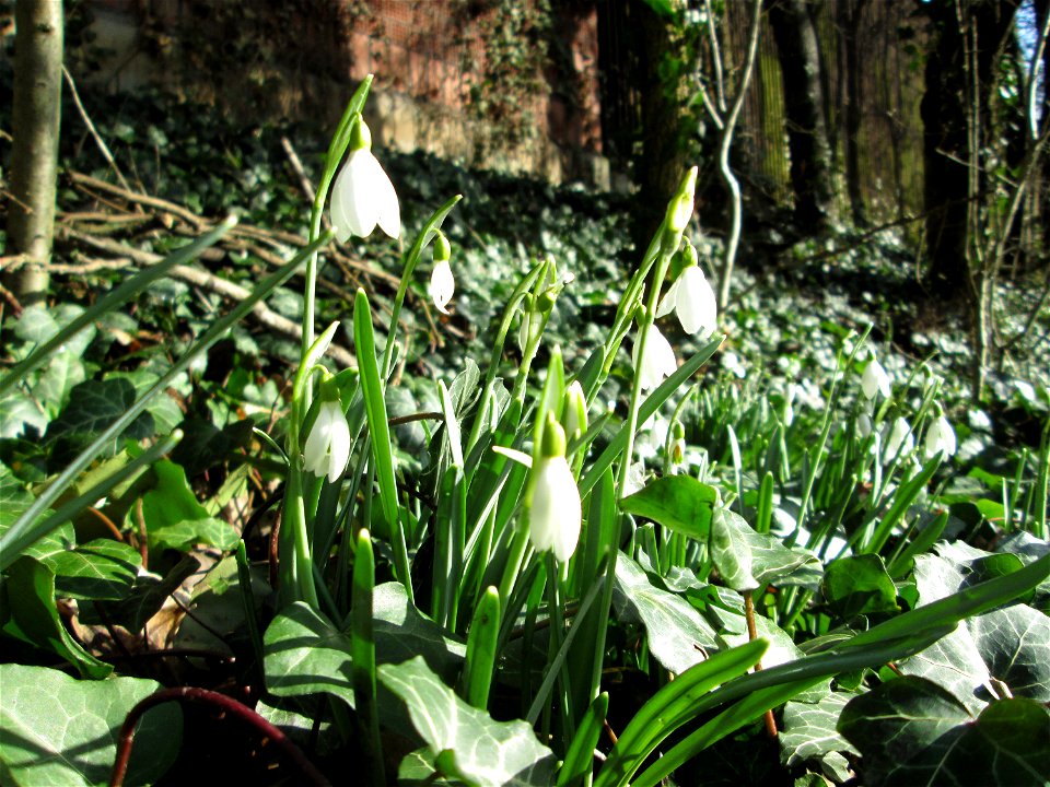 Kleines Schneeglöckchen (Galanthus nivalis) an der Böschung der A620 in waldartiger Vegetation in Sankt Arnual
