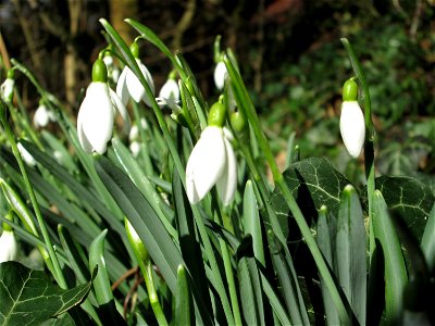 Kleines Schneeglöckchen (Galanthus nivalis) an der Böschung der A620 in waldartiger Vegetation in Sankt Arnual