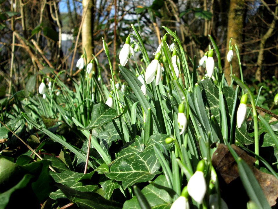 Kleines Schneeglöckchen (Galanthus nivalis) an der Böschung der A620 in waldartiger Vegetation in Sankt Arnual