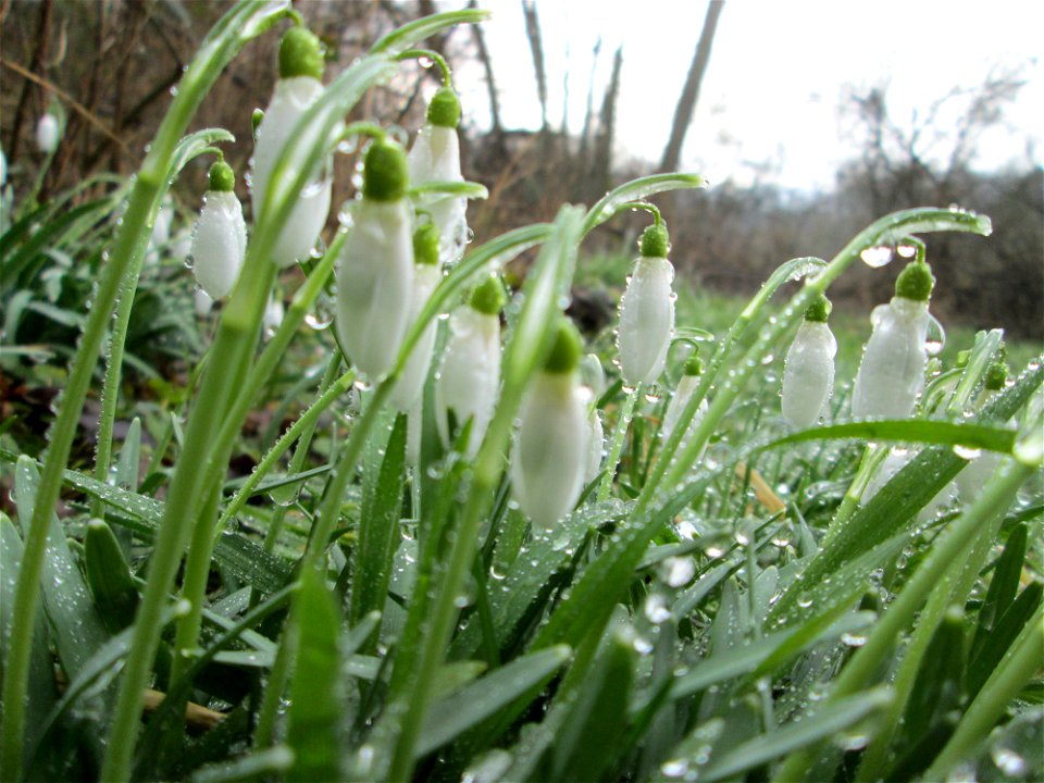 Kleines Schneeglöckchen (Galanthus nivalis) am Tierfriedhof in Alt-Saarbrücken
