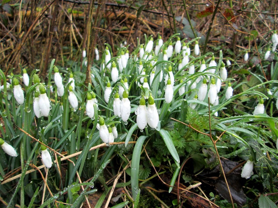 Kleines Schneeglöckchen (Galanthus nivalis) am Tierfriedhof in Alt-Saarbrücken