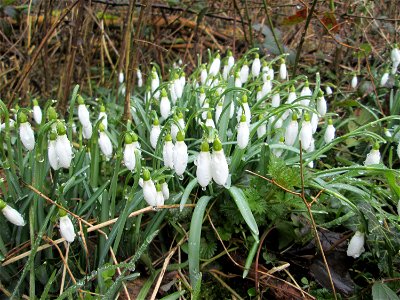 Kleines Schneeglöckchen (Galanthus nivalis) am Tierfriedhof in Alt-Saarbrücken