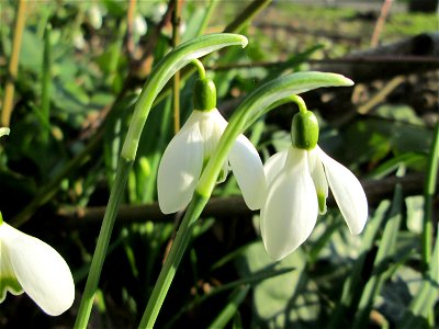 Kleines Schneeglöckchen (Galanthus nivalis) am Kraichbach in Hockenheim
