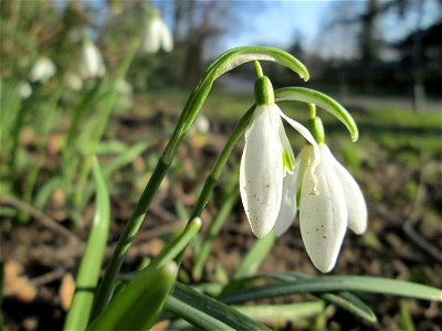 Kleines Schneeglöckchen (Galanthus nivalis) am Kraichbach in Hockenheim