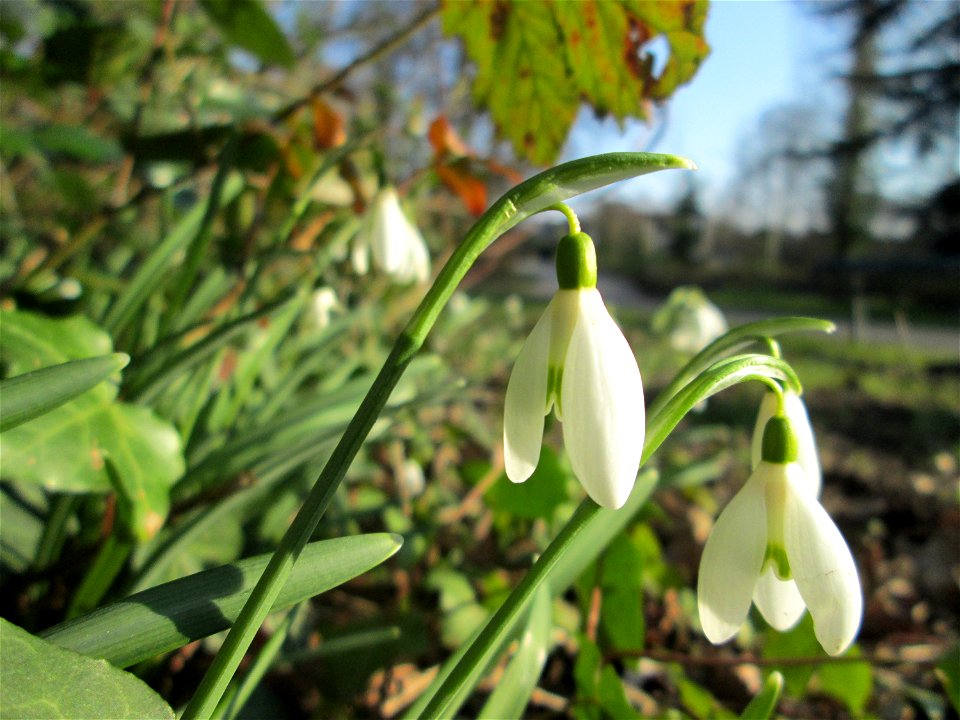 Kleines Schneeglöckchen (Galanthus nivalis) am Kraichbach in Hockenheim
