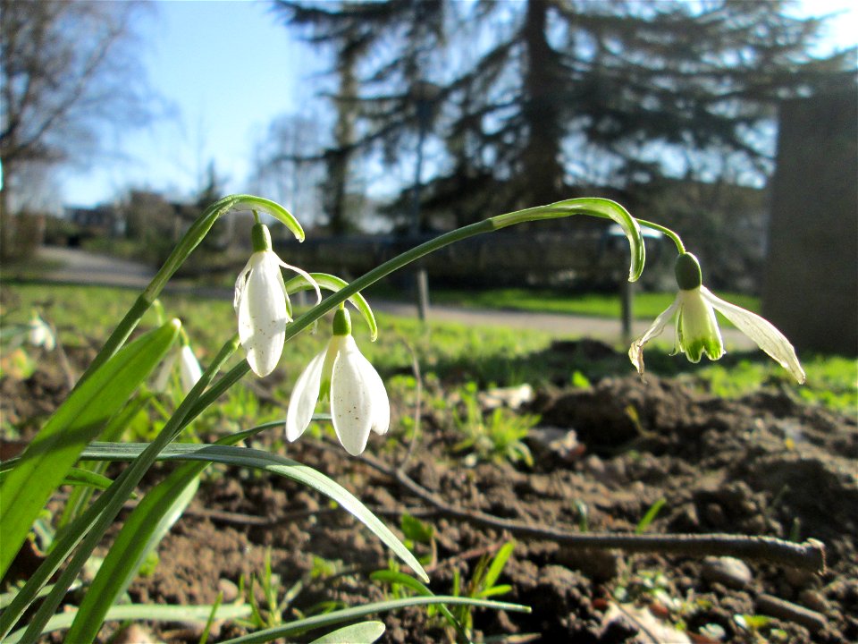 Kleines Schneeglöckchen (Galanthus nivalis) am Kraichbach in Hockenheim