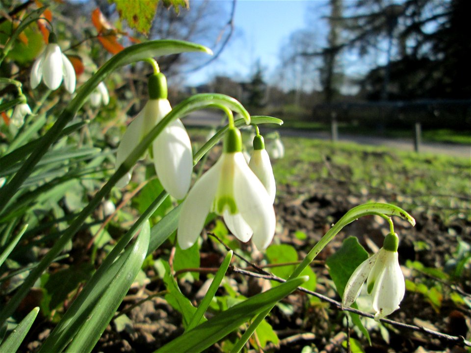 Kleines Schneeglöckchen (Galanthus nivalis) am Kraichbach in Hockenheim