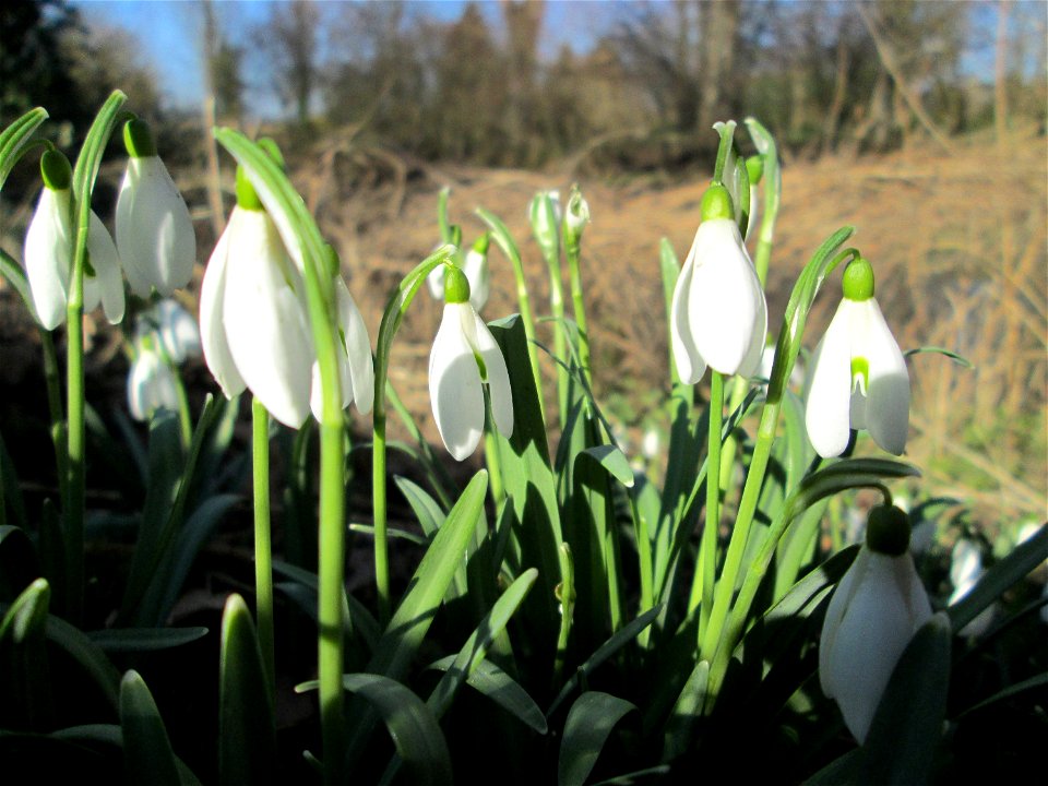 Kleines Schneeglöckchen (Galanthus nivalis) in natürlicher Habitat am Kraichbach in Hockenheim