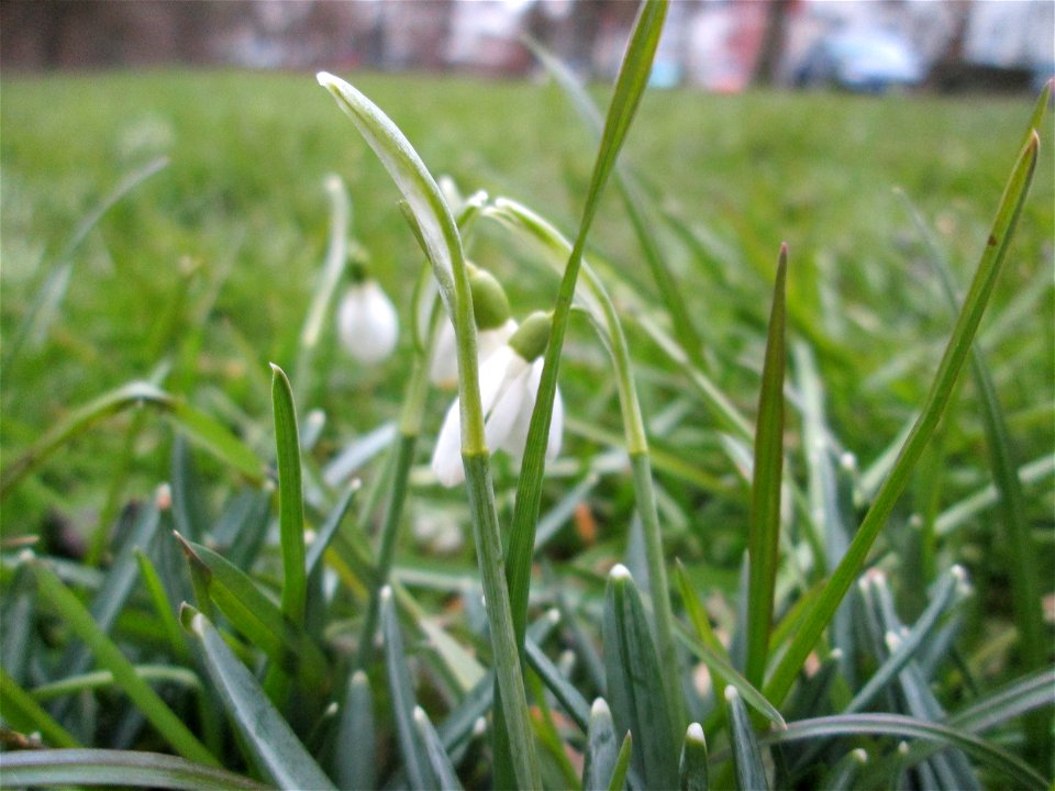 Kleines Schneeglöckchen (Galanthus nivalis) in Sankt Arnual