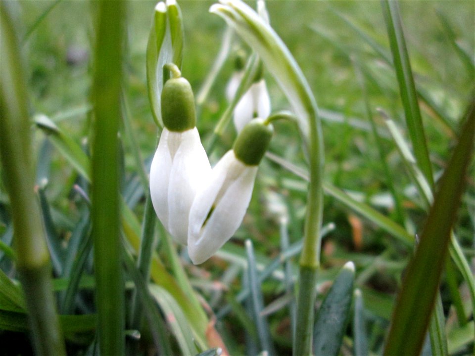 Kleines Schneeglöckchen (Galanthus nivalis) in Sankt Arnual